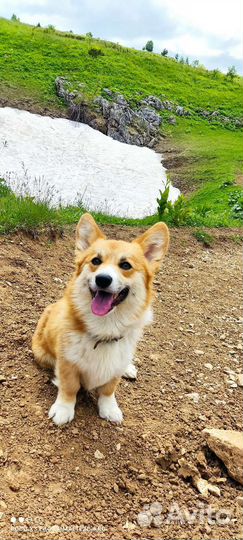 Мальчик корги пемброк