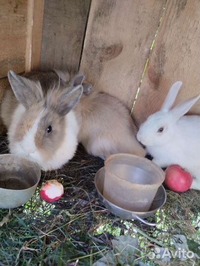 Декоративные кролики