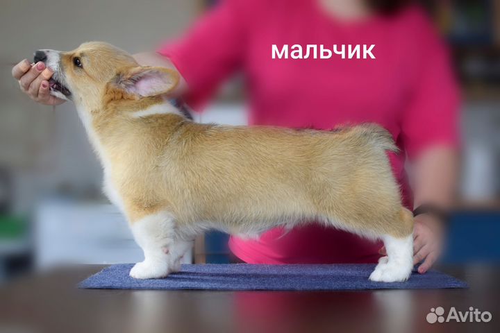 Вельш корги пемброк
