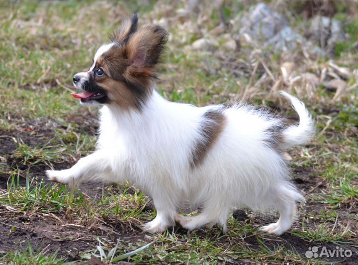 Папийон девочка