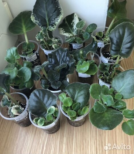 Фиалки сортовые-стартеры