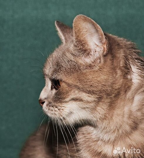 Муся в добрые руки