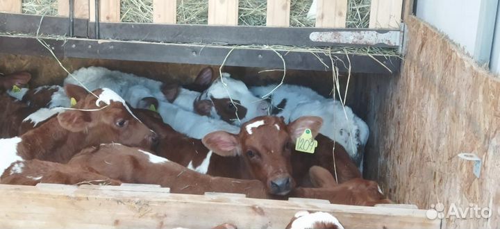 Телята доставка