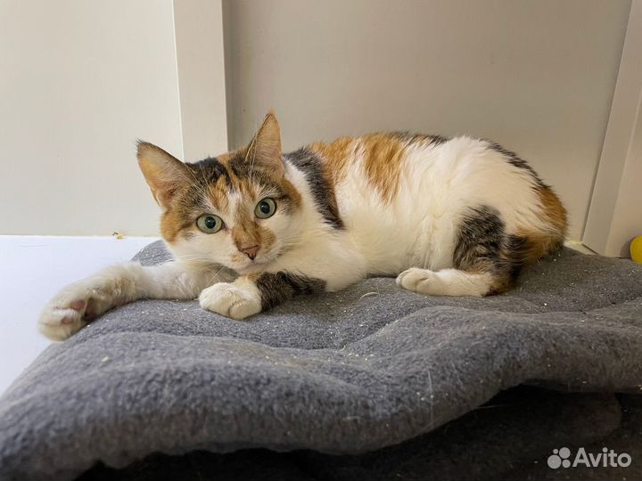 Ласковые коты и кошки в добрые руки