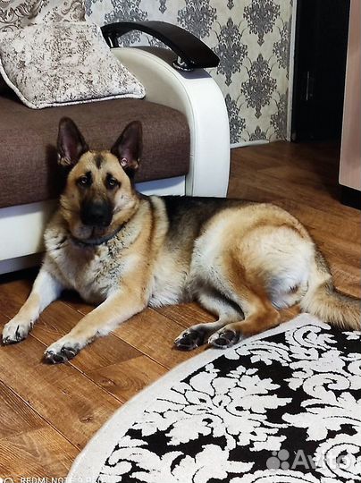 Отдам в добрые руки