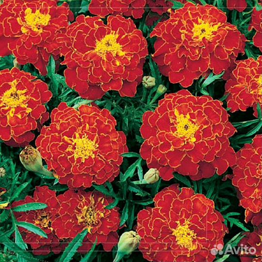 Рассада бархатцы Брокада красная, помидоры