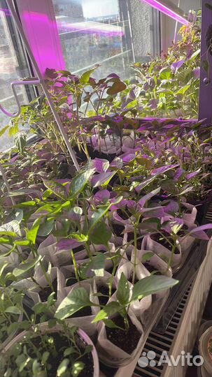 Продам рассаду помидор, баклажан, перца, цветов др