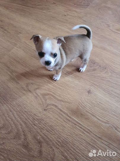 Щенки чихуахуа мини