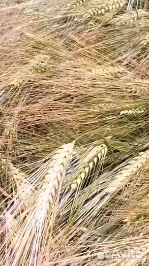 Элита, Ячмень озимый