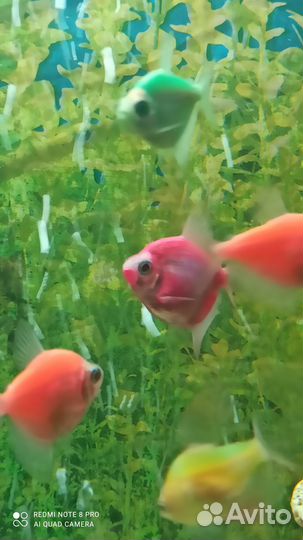 Аквариумные рыбки