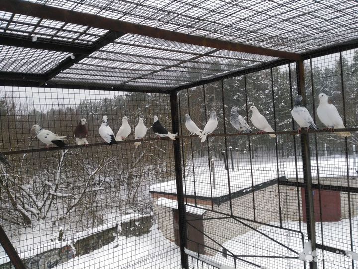 Голуби летные,бойные,для гона