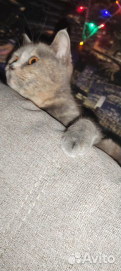 Кошки в добрые руки