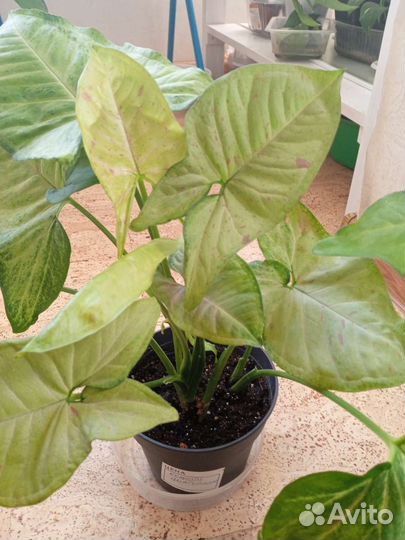 Сингониум конфетти