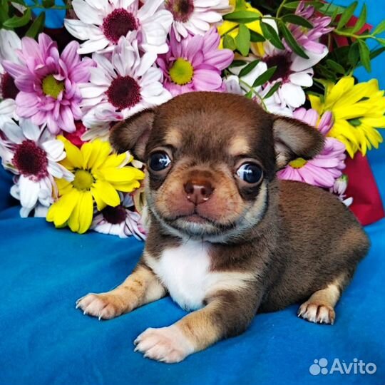 Шоколадный малыш