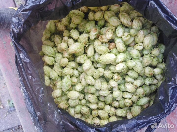 Хмель лесной дикий, цена за 100 грамм