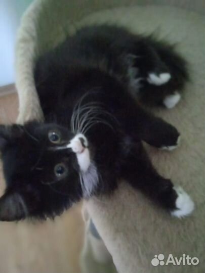 Котенок в добрые руки