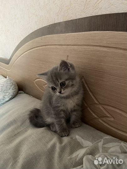 Котенок девочка бесплатно