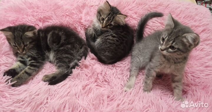 Котята в добрые руки даром
