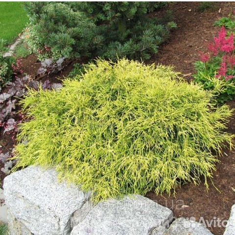 Кипарисовики редкие