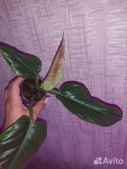 Филодендрон Криентум