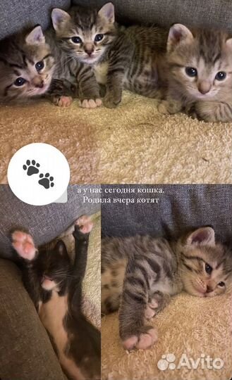 Голубоглазые котята в добрые руки