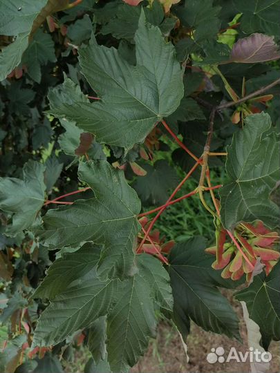 Семена клён явор(клён белый)