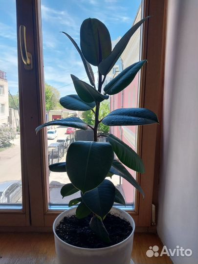 Продам фикус Эластика Рабуста