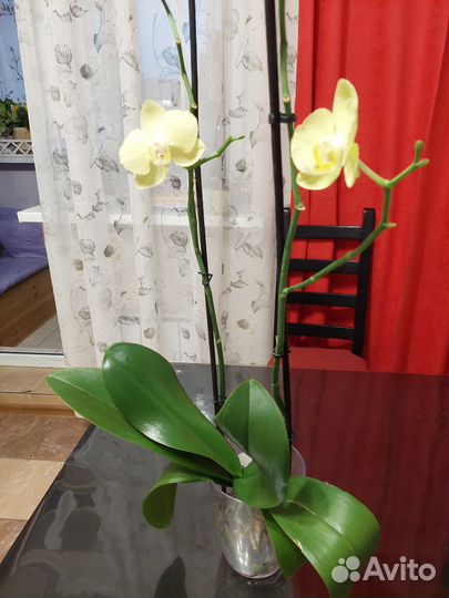 Орхидея фаленопсис