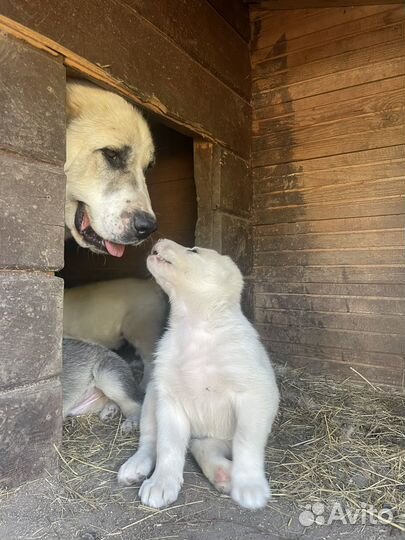 Среднеазиатская овчарка