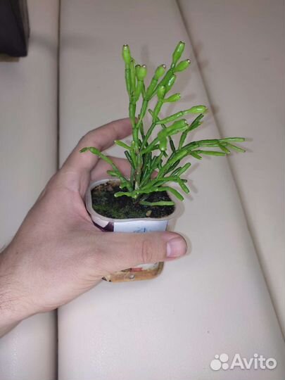 Очиток, хатиора и другие комнатные суккуленты