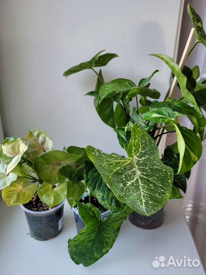 Сингониумы