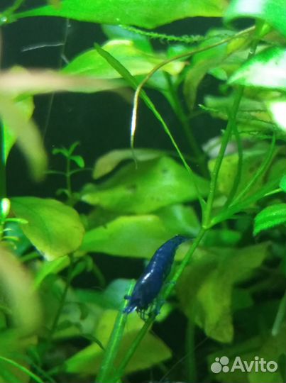 Аквариумные креветки