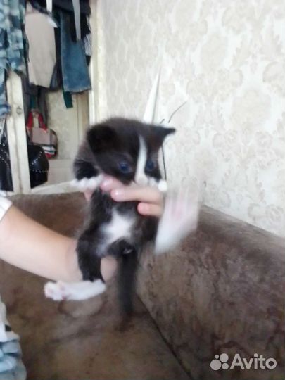 Кошки