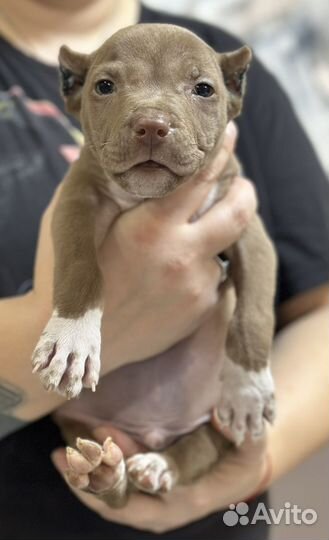 Шоколадный парень