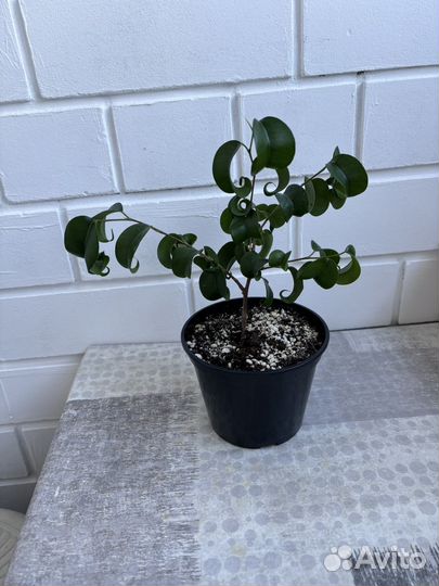 Фикус барок