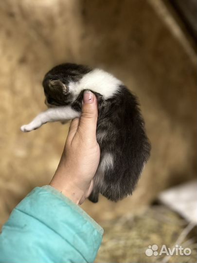 Отдам котят 50 мейнкун