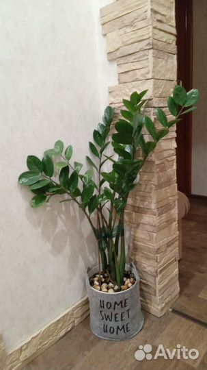 Комнатные растения цветы