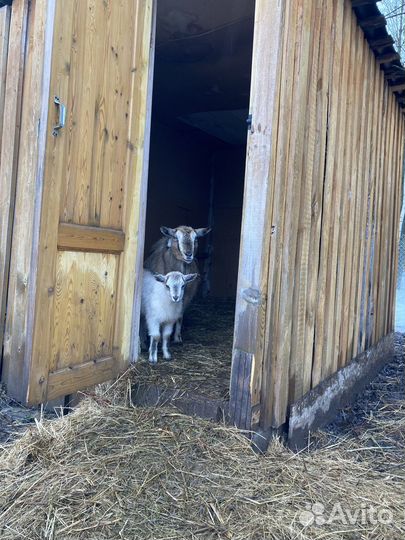 Продаются козлята