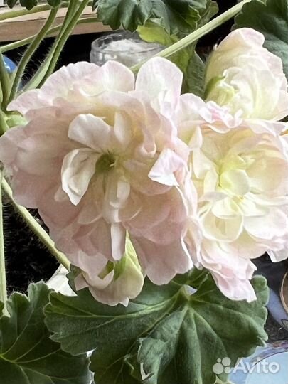 Пеларгонии сортовые янао г. Новый Уренгой