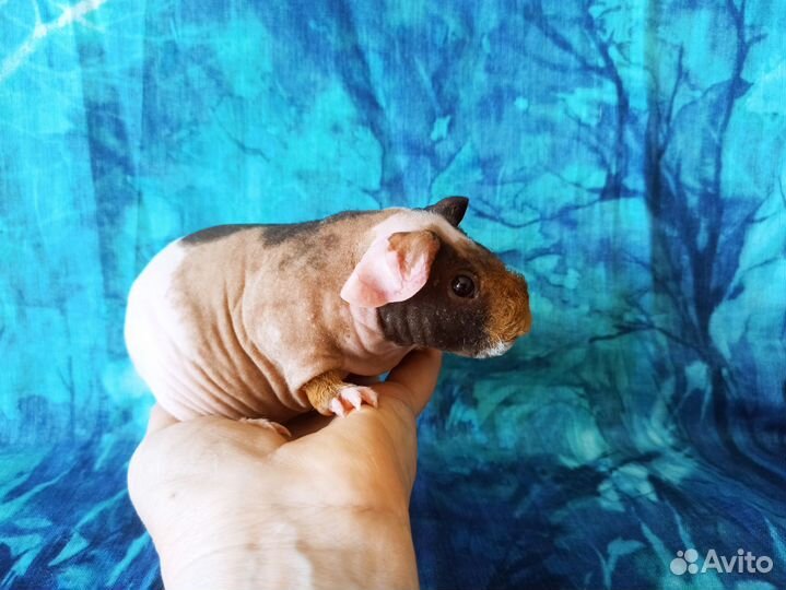 Морские свинки купить