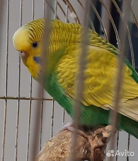 Волнистый попугай с клеткой