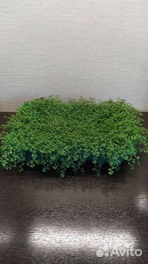 Солейролия (комнатное растение)