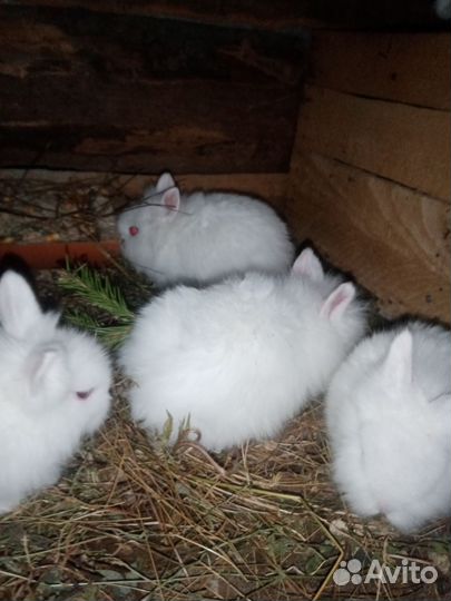 Декоративные кролики