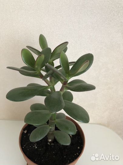 Толстянка (денежное дерево)