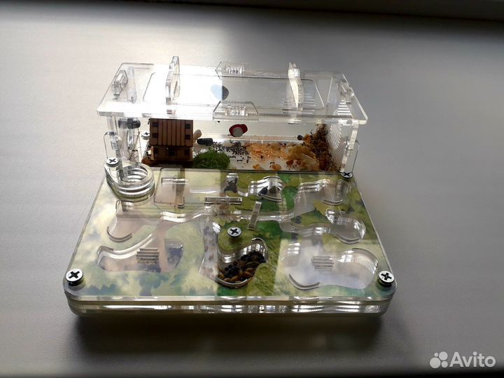 Муравьиная ферма с муравьями