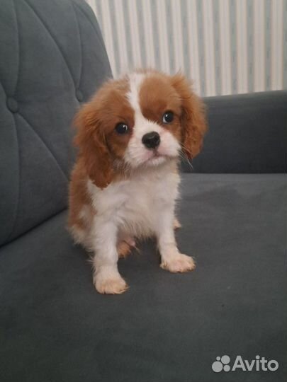 Кавалер Кинг чарльз спаниель