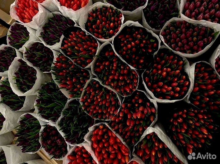 Тюльпаны оптом от производителя