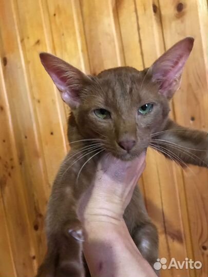 Ориентальная циннамон кошка