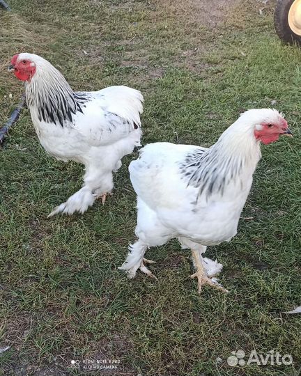 Петушки Брама, Легбар, рус. Хохлатый