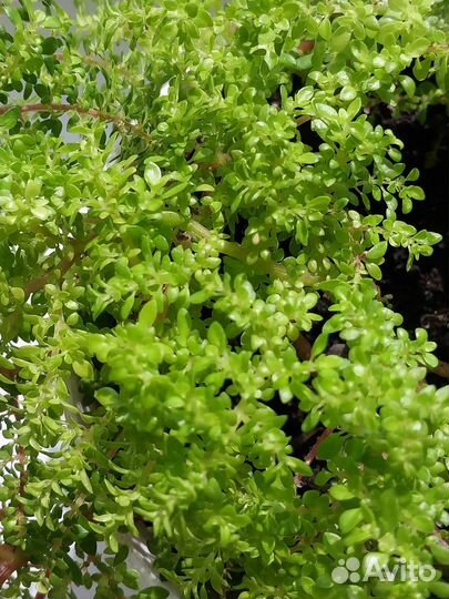 Растение пилея мелколистная